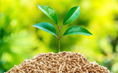 Is Biomass Energy Renewable or Nonrenewable?