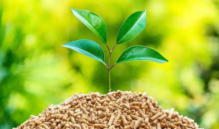 Is Biomass Energy Renewable or Nonrenewable?